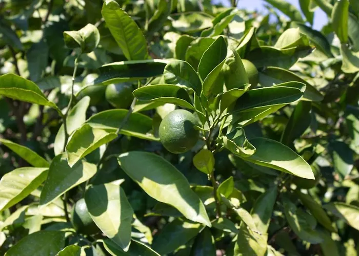 In With W-lan 3338-5 Konukevi Rogoznica (Sibenik-Knin)